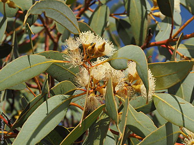 Eucalyptus yumbarrana fl Denzel Murfet Wirrulla
